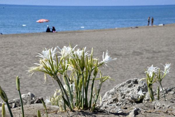 Likya kum zambakları yok olma eşiğinde