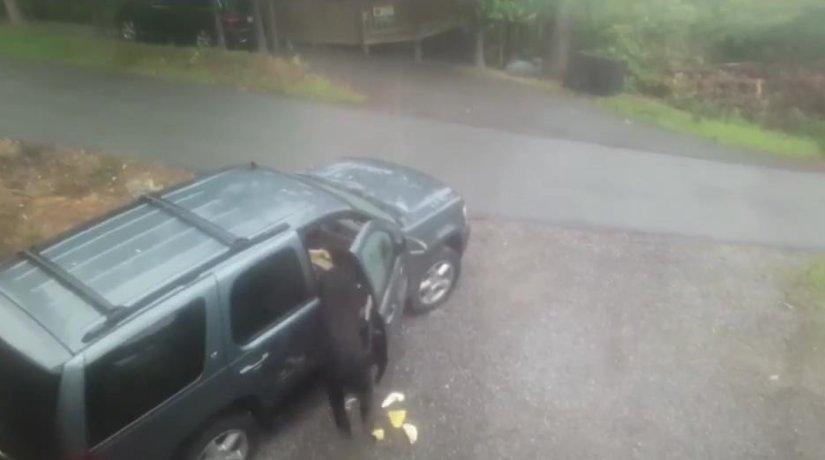 ABD'de ayılar aracı parçaladı