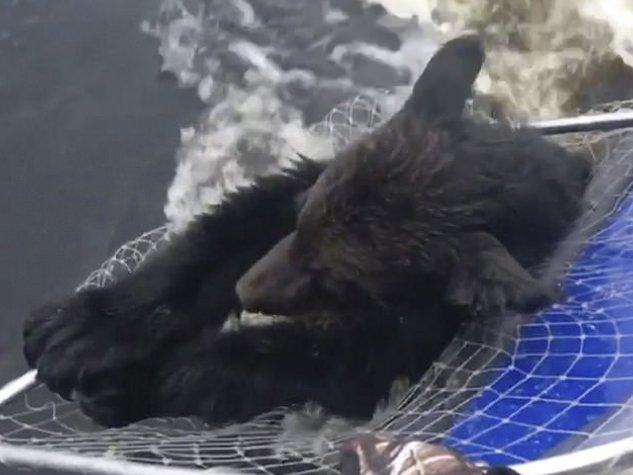 Suya düşen ayılar kepçe ile kurtarıldı