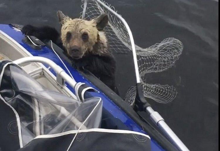 Suya düşen ayılar kepçe ile kurtarıldı