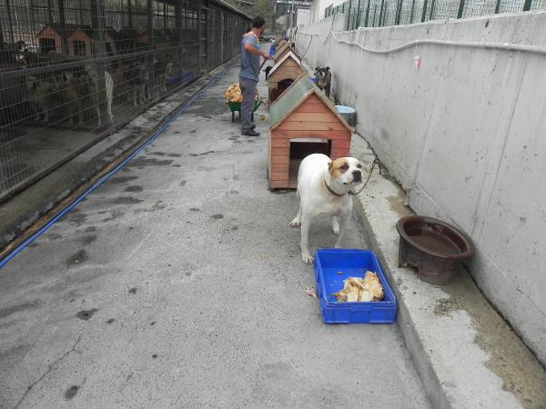 Barınaklardaki pitbull'ların kötü kaderi