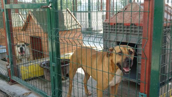 Barınaklardaki pitbull'ların kötü kaderi