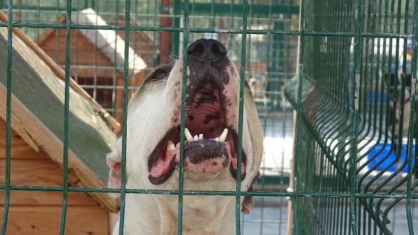 Barınaklardaki pitbull'ların kötü kaderi