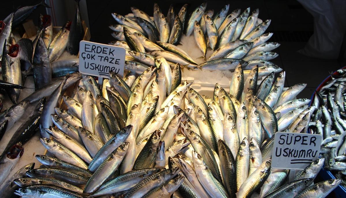 Palamut üzdü uskumru sevindirdi