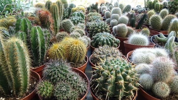 Kaktüs yetiştirmenin faydaları