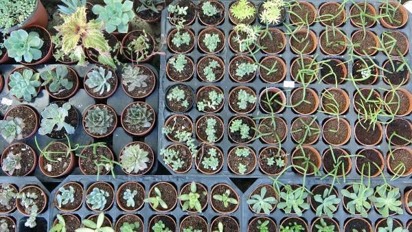 Kaktüs yetiştirmenin faydaları