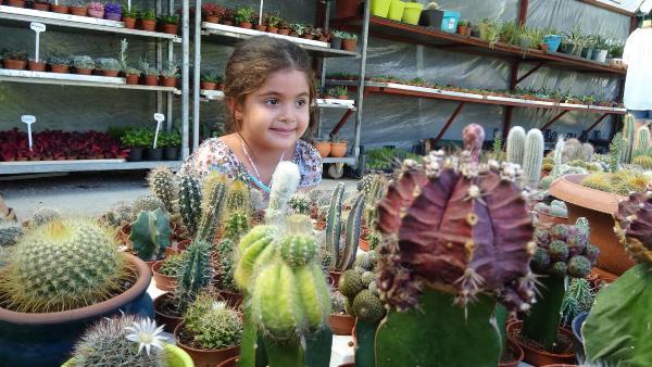 Kaktüs yetiştirmenin faydaları