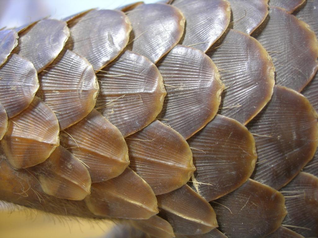 Pangolin nedir