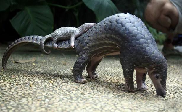 Pangolin nedir