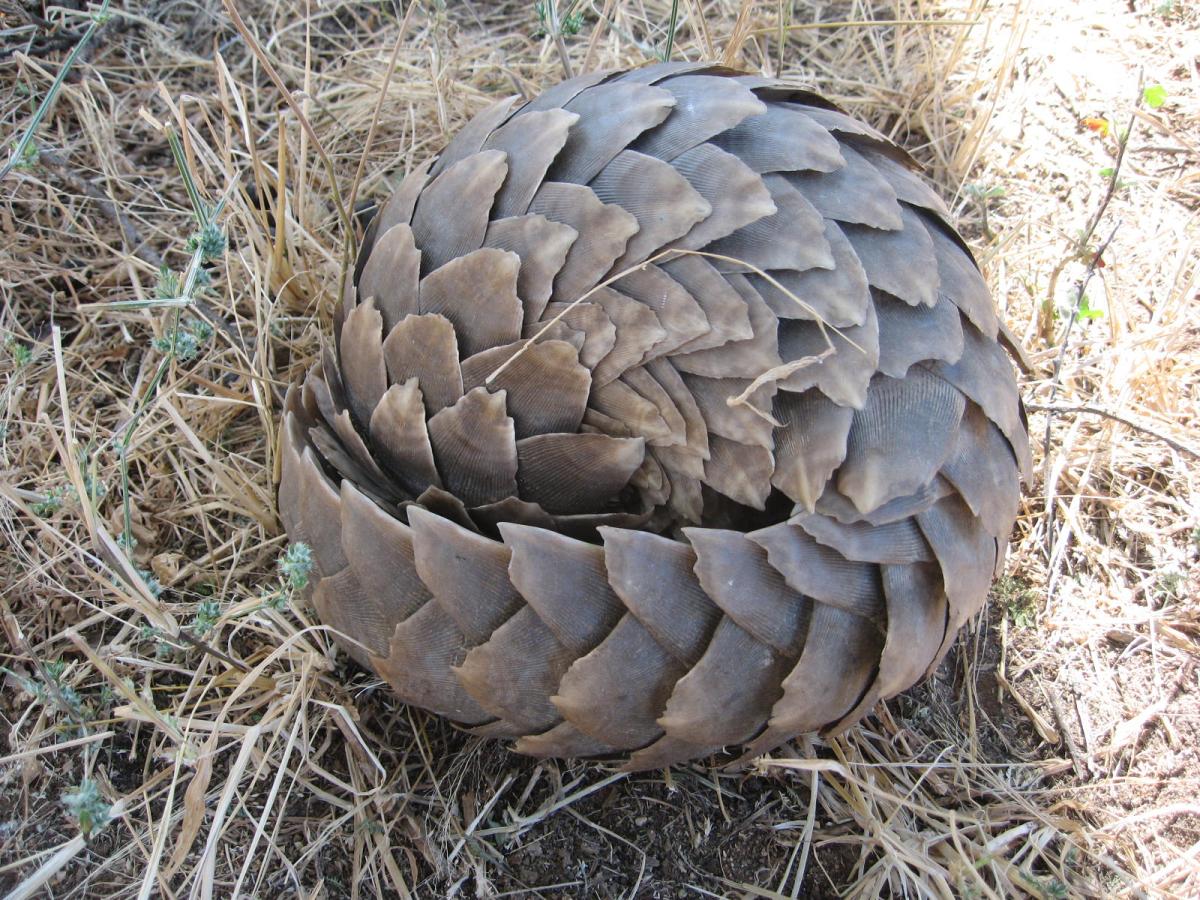 Pangolin nedir