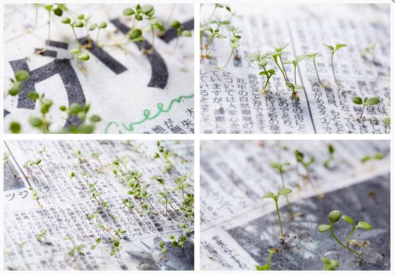 Japonların imrendiren yeşil gazetesi