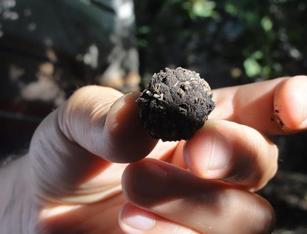 Trüf mantarı için bakanlık devreye girdi