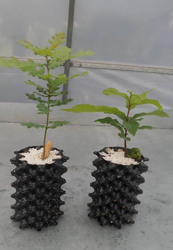 Trüf mantarı için bakanlık devreye girdi