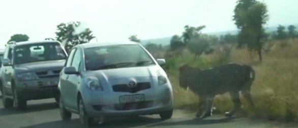 Arabanın tekerini patlatan aslan