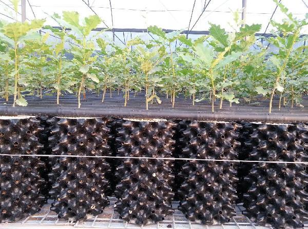 Trüf mantarı için bakanlık devreye girdi