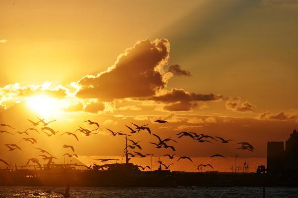 Aydın'da gökyüzü kuşlarla renklendi