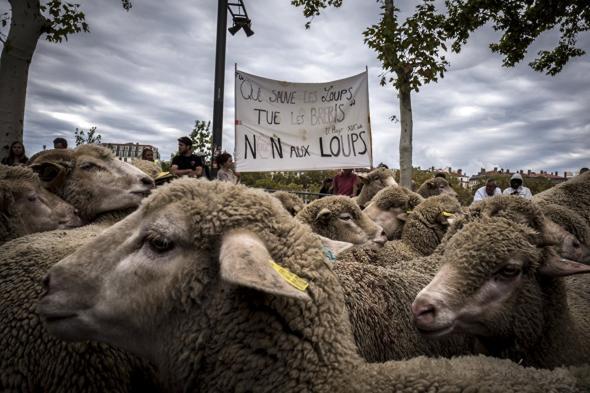 Lyon'da 1500 koyunla kurt protestosu