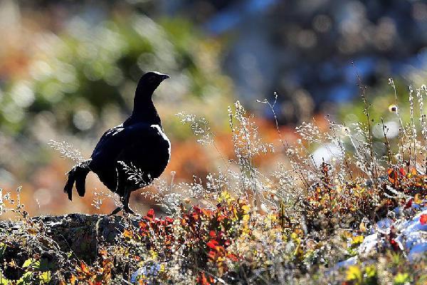 Yazın görülemeyen dağ horozu sonbaharda ortaya çıktı