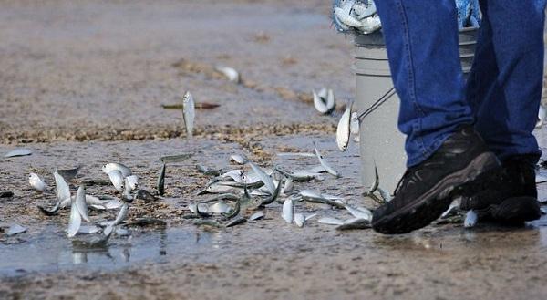 Balık yağmuru nedir