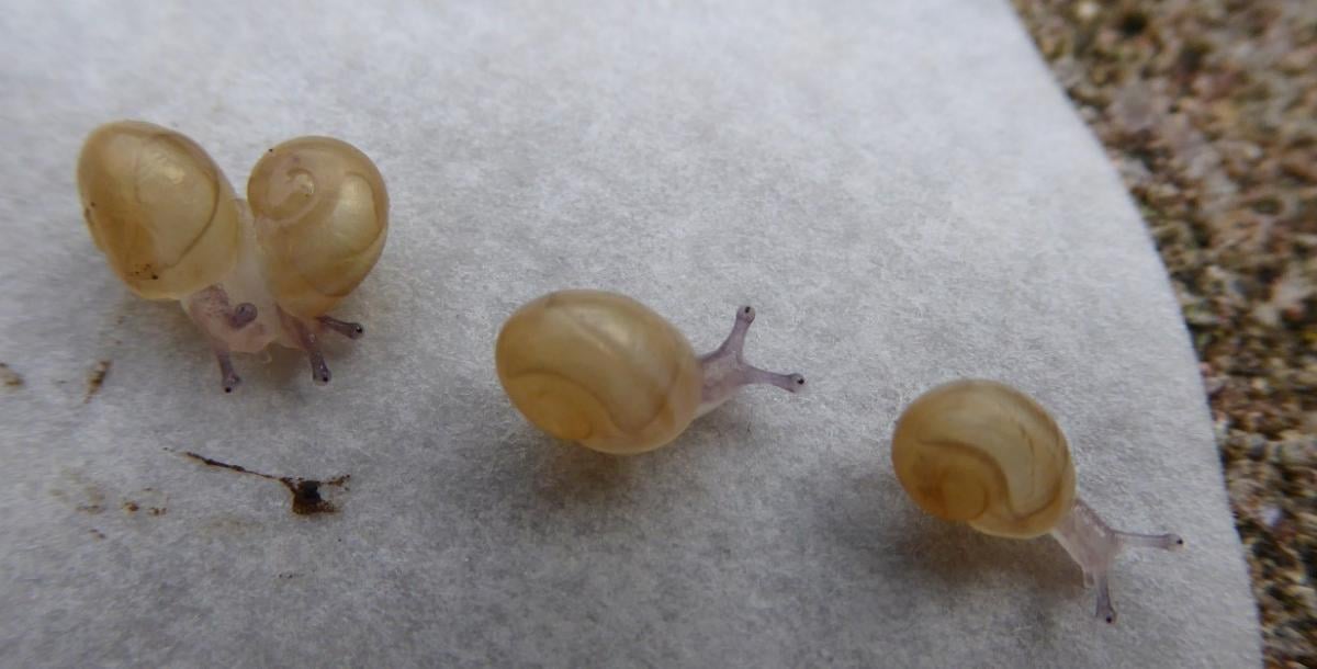 'Solak salyangoz' Jeremy öldü