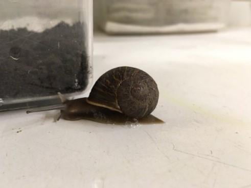 'Solak salyangoz' Jeremy öldü