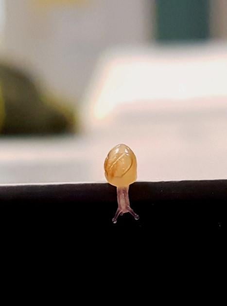 'Solak salyangoz' Jeremy öldü