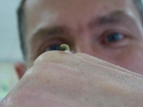 'Solak salyangoz' Jeremy öldü