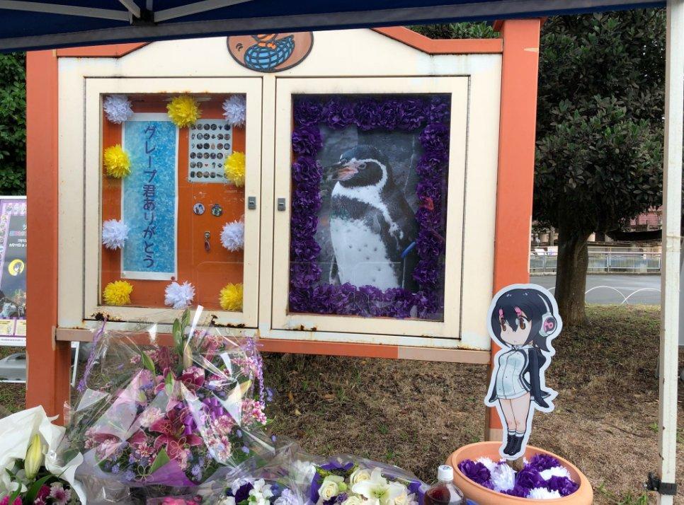 Aşık penguen hayatını kaybetti