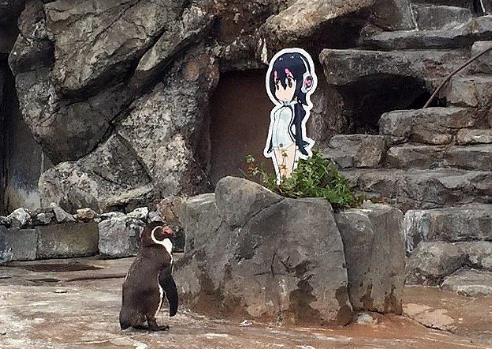 Aşık penguen hayatını kaybetti