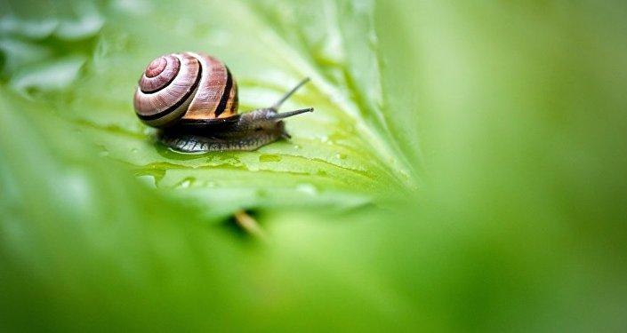 'Solak salyangoz' Jeremy öldü