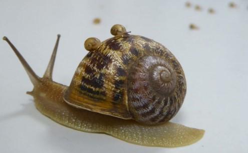 'Solak salyangoz' Jeremy öldü