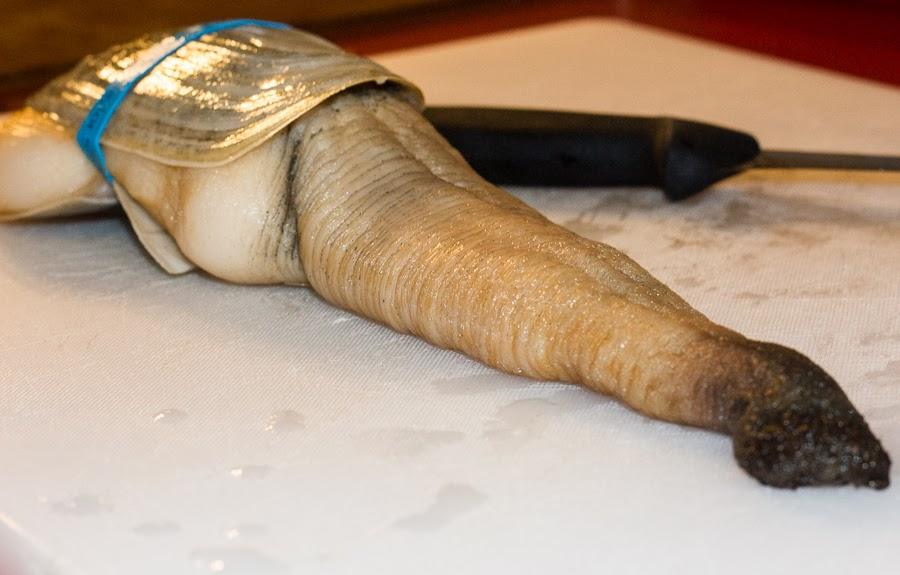 Geoduck nedir