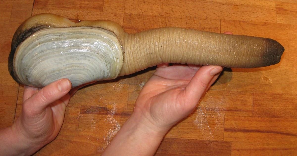 Geoduck nedir