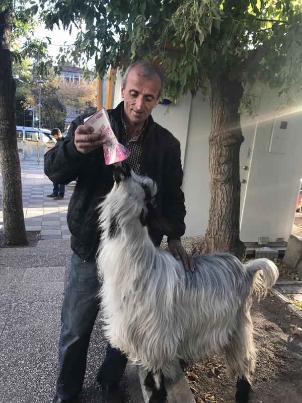 Keçisiyle 60'a yakın şehir gezdi