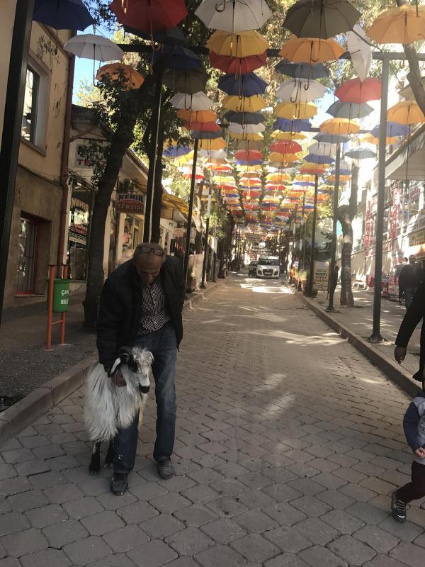 Keçisiyle 60'a yakın şehir gezdi