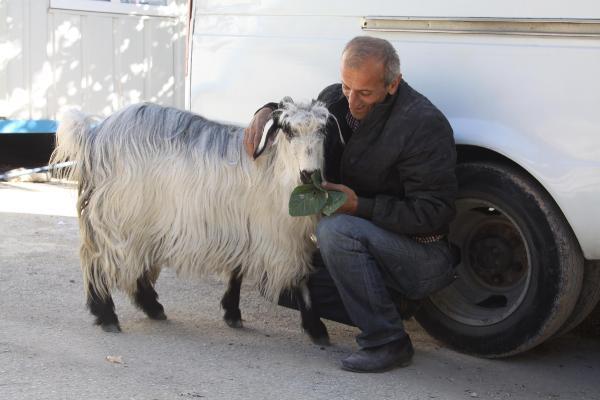 Keçisiyle 60'a yakın şehir gezdi