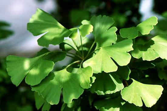 Ginko Biloba nedir
