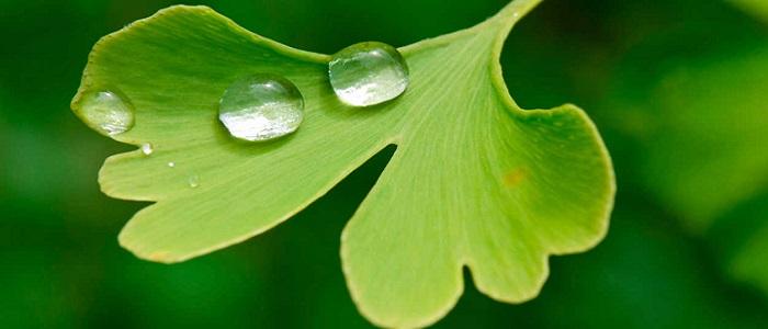 Ginko Biloba nedir