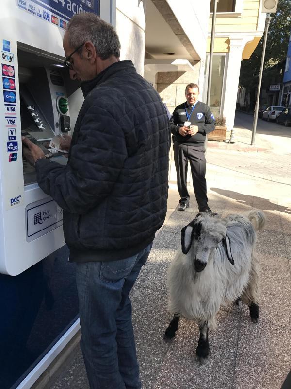 Keçisiyle 60'a yakın şehir gezdi
