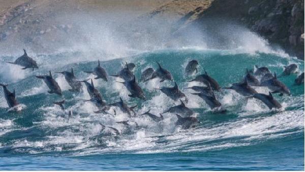 Balina ve yunuslar düşündüğümüzden daha akıllı