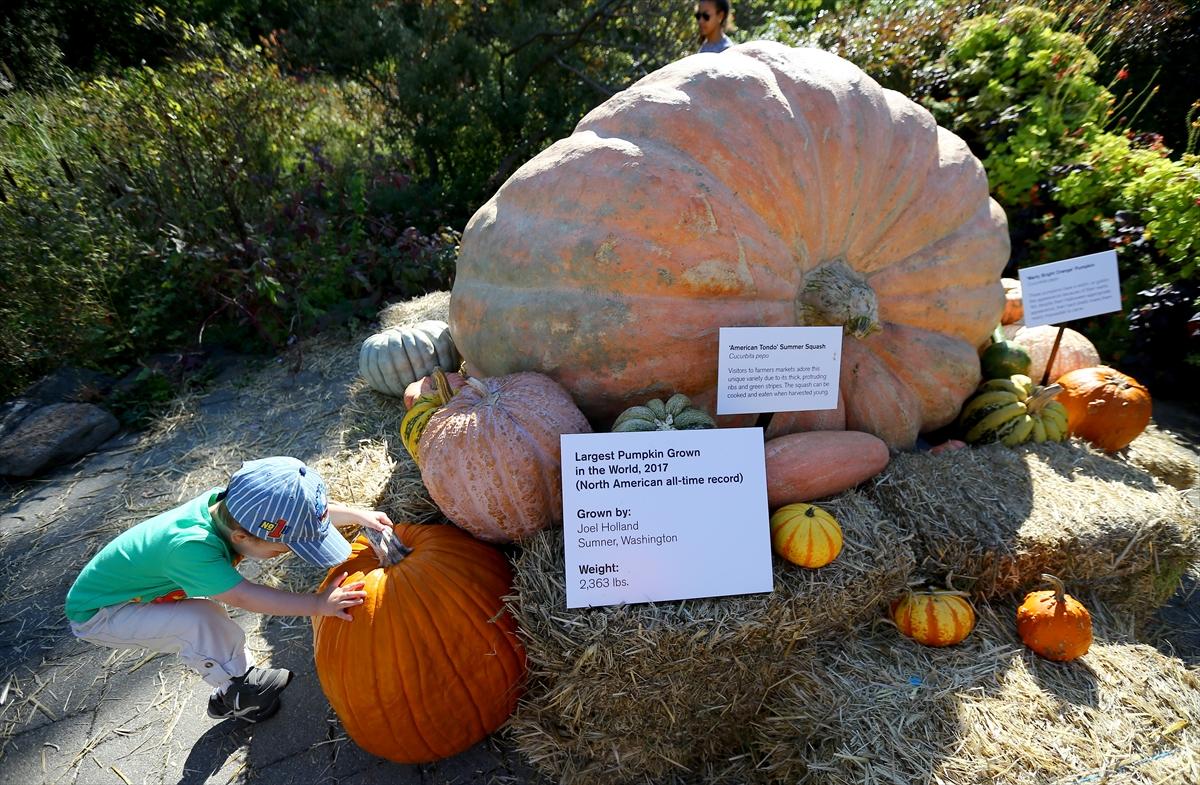 2017'nin en büyük balkabağı 1 ton ağırlığında