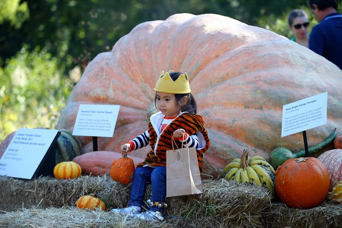 2017'nin en büyük balkabağı 1 ton ağırlığında