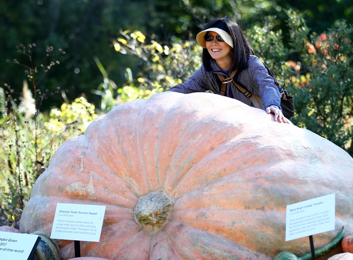 2017'nin en büyük balkabağı 1 ton ağırlığında
