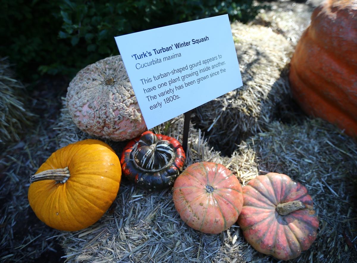 2017'nin en büyük balkabağı 1 ton ağırlığında