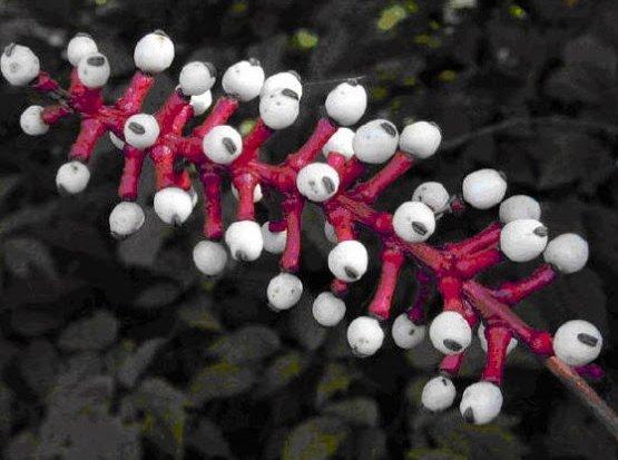 Actaea Pachpoda nedir