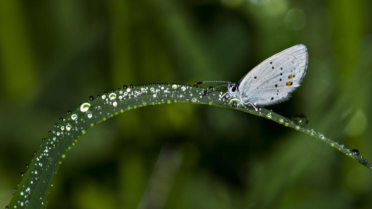 Kelebek etkisi nedir