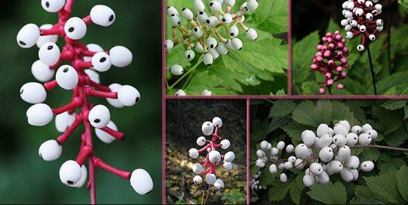 Actaea Pachpoda nedir