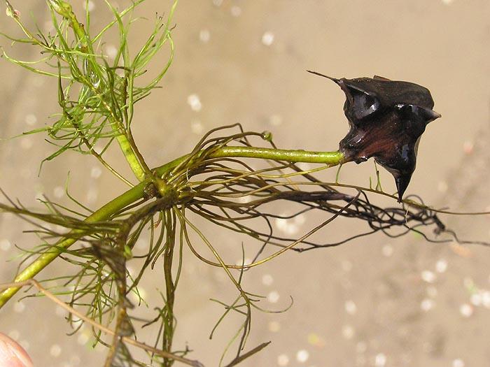 Trapa natans ve trapa bicornis nedir