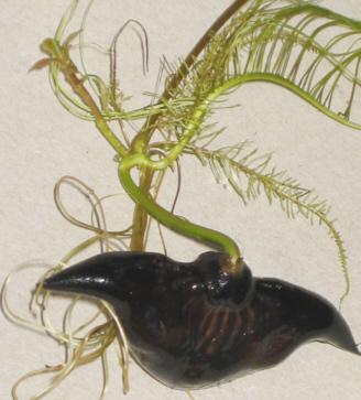 Trapa natans ve trapa bicornis nedir