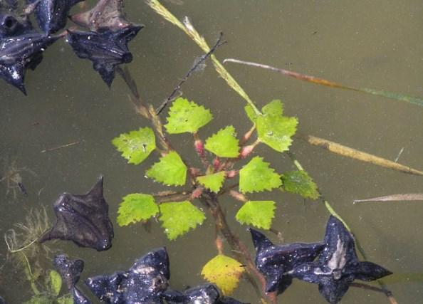 Trapa natans ve trapa bicornis nedir